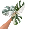Monstera Albo Variegated Live Plant - Rare Collector Houseplant - White & Green Foliage - Image 1