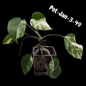 Monstera Albo Variegated Live Plant - Rare Collector Houseplant - White & Green Foliage - Image 3