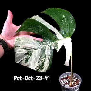 Monstera Albo Variegated Live Plant - Rare Collector Houseplant - White & Green Foliage - Image 8