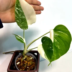 Monstera Albo Variegated Live Plant – Rare Indoor Houseplant – White & Green Foliage - Image 2