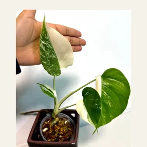 Monstera Albo Variegated Live Plant – Rare Indoor Houseplant – White & Green Foliage - Image 1