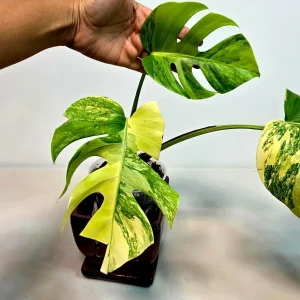 Monstera Aurea Variegated Borsigiana Live Plant - Indoor Tropical Houseplant - Image 3