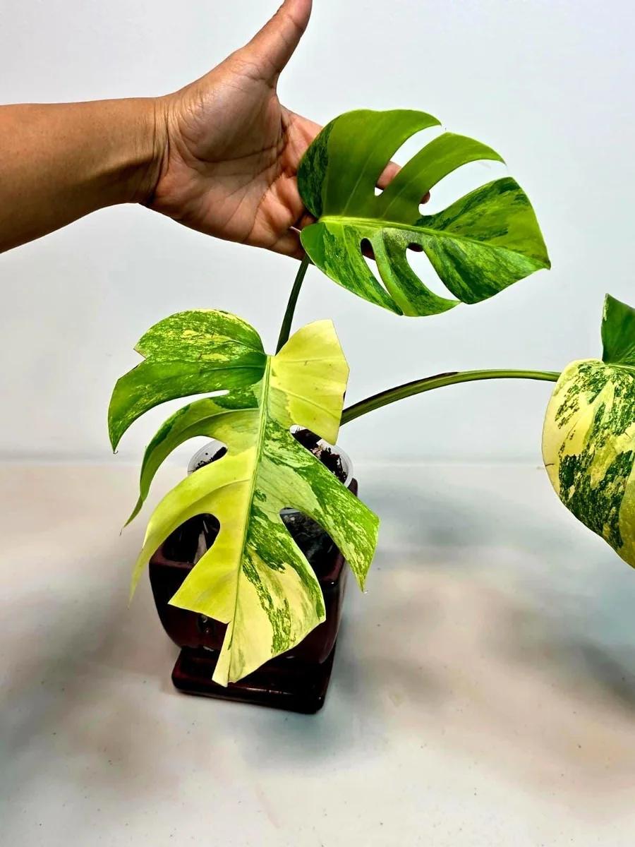 Monstera Aurea Variegated Borsigiana Live Plant - Indoor Tropical Houseplant - Image 3