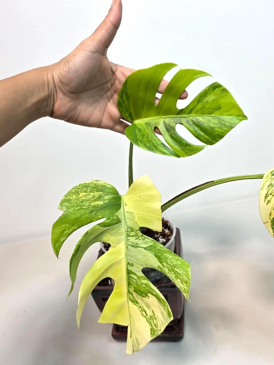 Monstera Aurea Variegated Borsigiana Live Plant - Indoor Tropical Houseplant - Image 5
