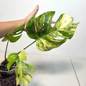 Monstera Aurea Variegated Borsigiana Live Plant - Indoor Tropical Houseplant - Image 6