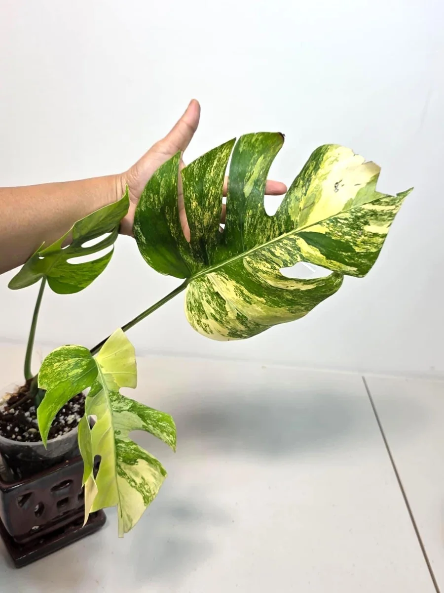 Monstera Aurea Variegated Borsigiana Live Plant - Indoor Tropical Houseplant - Image 6