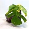 Monstera Aurea Variegated Borsigiana Live Plant - Potted Houseplant - Image 1