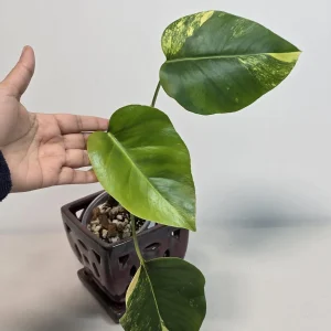 Monstera Aurea Variegated Borsigiana Live Plant - Potted Houseplant - Image 2