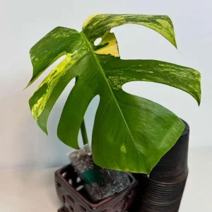 Monstera Aurea Variegated Borsigiana Live Plant - Potted Houseplant - Image 3