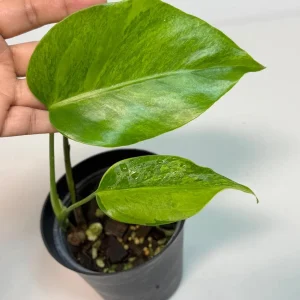 Monstera Aurea Variegated Borsigiana Live Plant - Potted Houseplant - Image 3