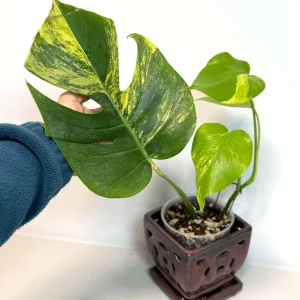 Monstera Aurea Variegated Borsigiana Live Plant - Potted Houseplant - Image 4