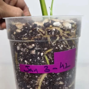 Monstera Aurea Variegated Borsigiana Live Plant - Potted Houseplant - Indoor - Image 4