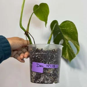 Monstera Aurea Variegated Borsigiana Live Plant - Potted Houseplant - Image 5