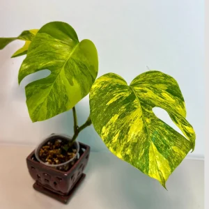 Monstera Aurea Variegated Borsigiana Live Plant - Rare Tropical Houseplant - Potted - Image 1