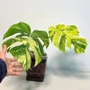Monstera Aurea Variegated Borsigiana Live Plant - Rare Tropical Houseplant in Nursery Pot - Image 1