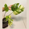 Monstera Aurea Variegated Borsigiana Live Plant - Rare Tropical Houseplant - Image 1