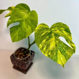 Monstera Aurea Variegated Borsigiana Live Plant - Rare Tropical Houseplant - Potted - Image 2