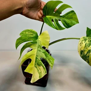 Monstera Aurea Variegated Borsigiana Live Plant - Rare Tropical Houseplant - Image 2