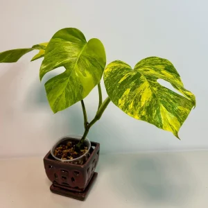 Monstera Aurea Variegated Borsigiana Live Plant - Rare Tropical Houseplant - Potted - Image 3