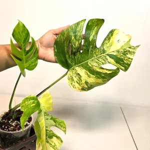 Monstera Aurea Variegated Borsigiana Live Plant - Rare Indoor Houseplant - Image 3