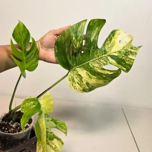 Monstera Aurea Variegated Borsigiana Live Plant - Rare Tropical Houseplant - Image 3