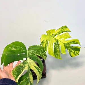 Monstera Aurea Variegated Borsigiana Live Plant - Rare Tropical Houseplant in Nursery Pot - Image 4