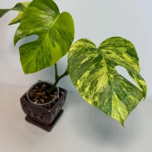 Monstera Aurea Variegated Borsigiana Live Plant - Rare Tropical Houseplant - Potted - Image 5