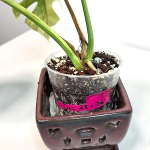 Monstera Aurea Variegated Borsigiana Live Plant - Rare Indoor Houseplant - Image 6