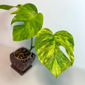 Monstera Aurea Variegated Borsigiana Live Plant - Rare Tropical Houseplant - Potted - Image 6