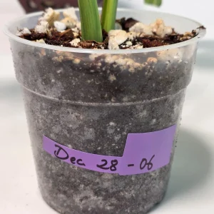 Monstera Aurea Variegated Borsigiana Live Plant - Rare Tropical Houseplant in Nursery Pot - Image 6