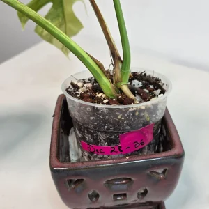 Monstera Aurea Variegated Borsigiana Live Plant - Rare Tropical Houseplant - Image 6