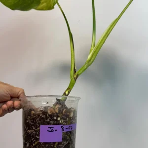 Monstera Aurea Variegated Borsigiana Live Plant - Rare Tropical Houseplant - Potted - Image 7