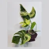 Monstera Aurea Variegated Borsigiana Live Plant - Tropical Indoor Houseplant - Image 1