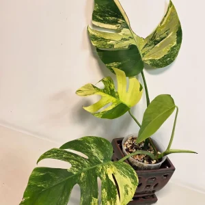 Monstera Aurea Variegated Borsigiana Live Plant - Tropical Indoor Houseplant - Image 4