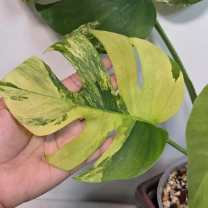 Monstera Aurea Variegated Borsigiana Live Plant - Tropical Indoor Houseplant - Image 5