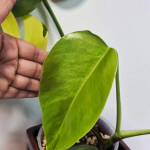 Monstera Aurea Variegated Borsigiana Live Plant - Tropical Indoor Houseplant - Image 6