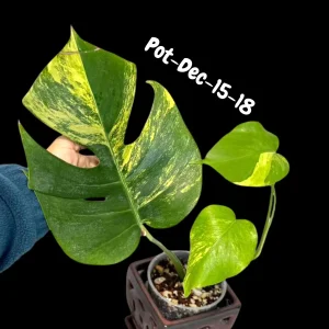 Monstera Aurea Variegated Live Plant - Rare Tropical Houseplant for Indoors - Image 10