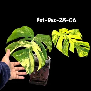 Monstera Aurea Variegated Live Plant - Rare Tropical Houseplant for Indoors - Image 2