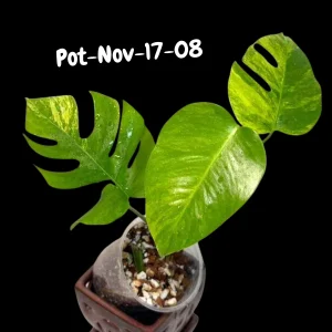 Monstera Aurea Variegated Live Plant - Rare Tropical Houseplant for Indoors - Image 6