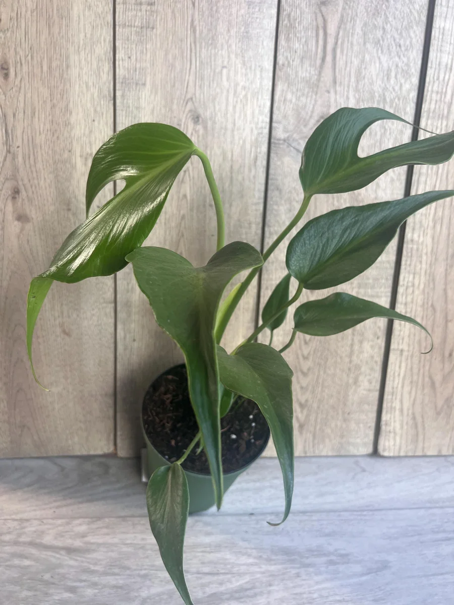 Monstera Burle Marx Flame Live Plant – Rare Aroid in 6 inch Pot – Indoor - Image 2