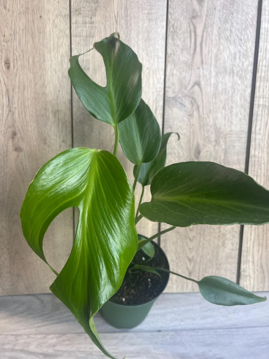 Monstera Burle Marx Flame Live Plant – Rare Aroid in 6 inch Pot – Indoor - Image 3