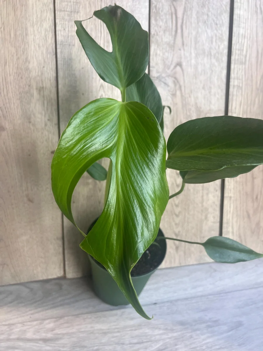 Monstera Burle Marx Flame Live Plant – Rare Aroid in 6 inch Pot – Indoor - Image 4