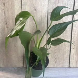 Monstera Burle Marx Flame Live Plant – Rare Aroid in 6 inch Pot – Indoor - Image 5