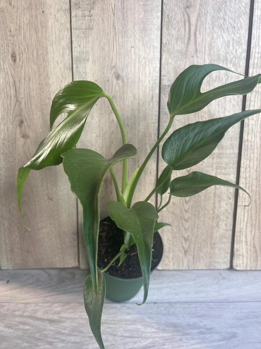 Monstera Burle Marx Flame Live Plant – Rare Aroid in 6 inch Pot – Indoor - Image 5