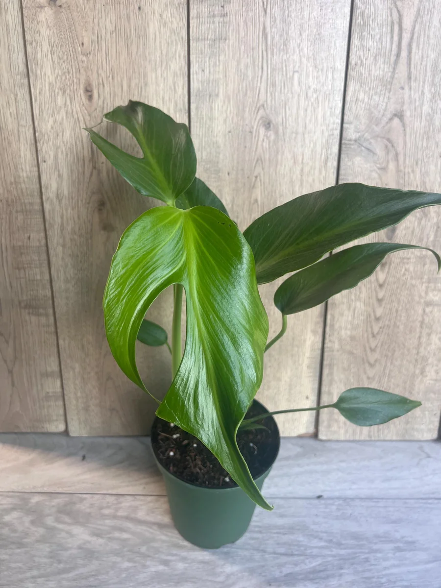 Monstera Burle Marx Flame Live Plant – Rare Aroid in 6 inch Pot – Indoor - Image 8