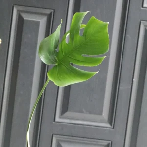 Monstera Deliciosa Cuttings - Live Plant - Split Leaf Indoor Houseplant - Image 10