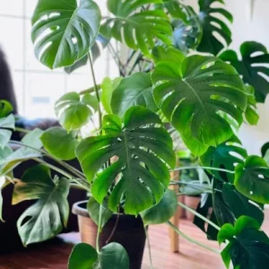 Monstera Deliciosa Cuttings - Live Plant - Split Leaf Indoor Houseplant - Image 2
