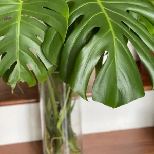 Monstera Deliciosa Cuttings - Live Plant - Split Leaf Indoor Houseplant - Image 3