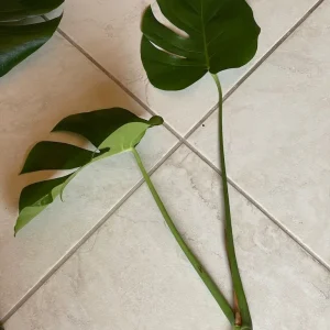 Monstera Deliciosa Cuttings - Live Plant - Split Leaf Indoor Houseplant - Image 4