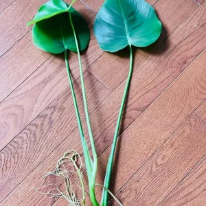 Monstera Deliciosa Cuttings - Live Plant - Split Leaf Indoor Houseplant - Image 7